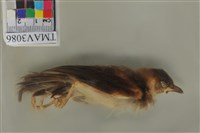 藏品(白頭翁)的圖片